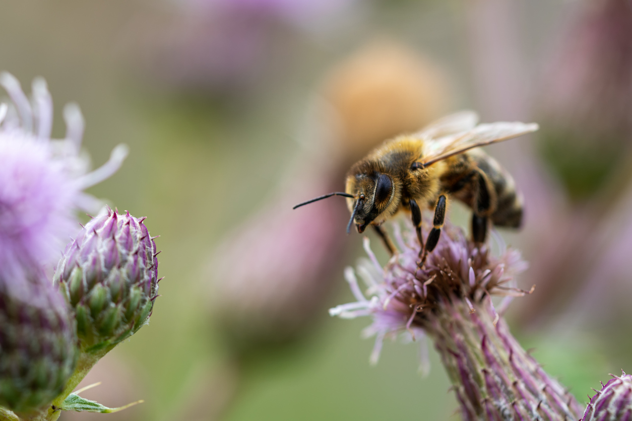 Biodiverzita