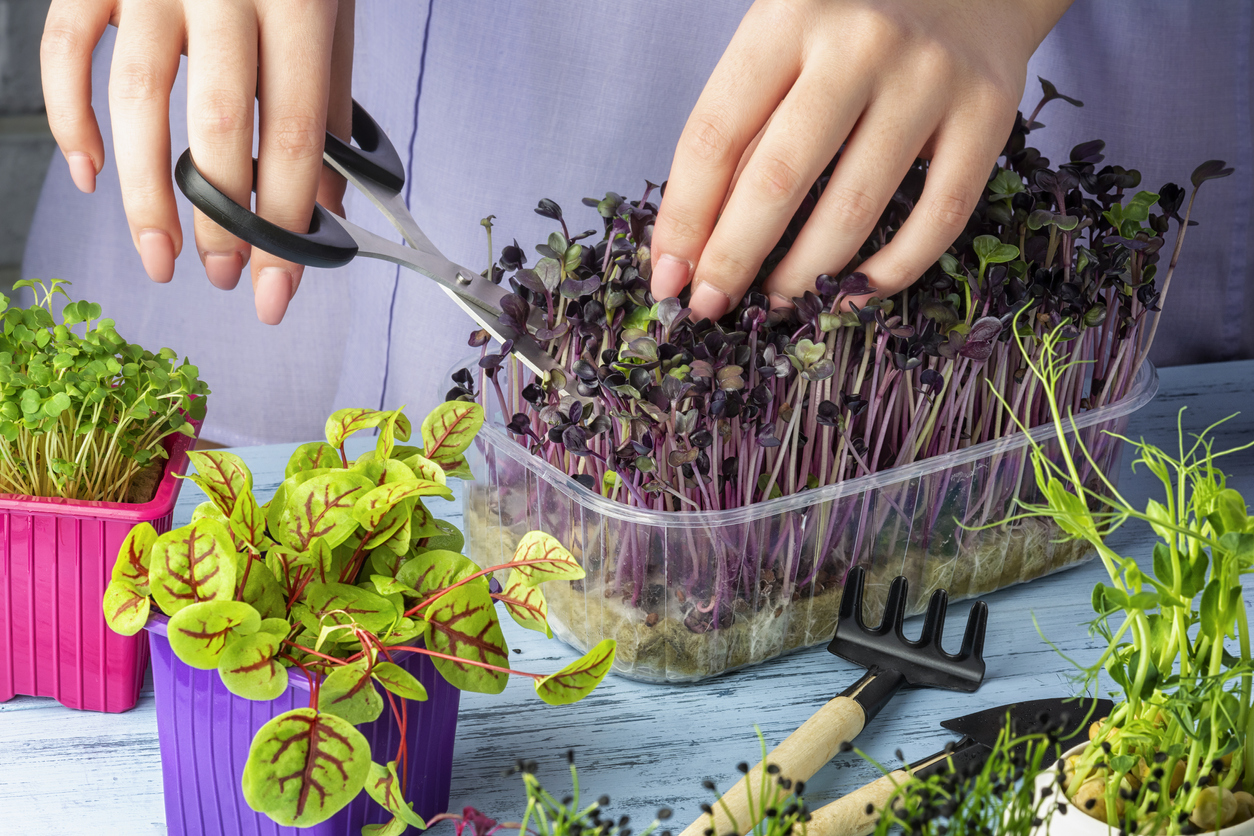 zber microgreens